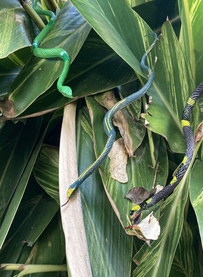 Time Roaming Rubber Snake 9.5" Fake Snake Toy 12 Pcs Realistic Snake Gag Gift Practical Joke Props Halloween Decor April Fool's Day Party Supplies - Image 5